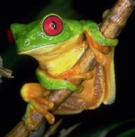 /album/fotogaleria/anfibio-jpg/