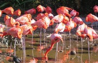 /album/fotogaleria/avesflamemcos-jpg/