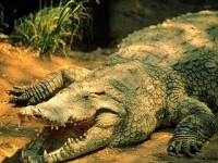 /album/fotogaleria/cocodrilo-jpg/