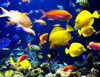 /album/fotogaleria/peces-jpg/