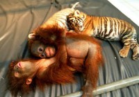/album/fotogaleria/reino-animal-jpg1/