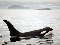 /album/fotogaleria/reino-animal-272235-jpg/