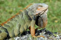 /album/fotogaleria/reptiles-04-jpg/