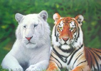 /album/fotogaleria/tigres-jpg/