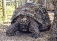 /album/fotogaleria/tortuga-jpg/