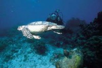 /album/fotogaleria/tortuga-acuatica-jpg/